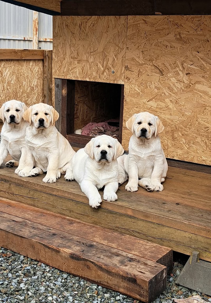 Shree Maruti Kennel — Photo 3