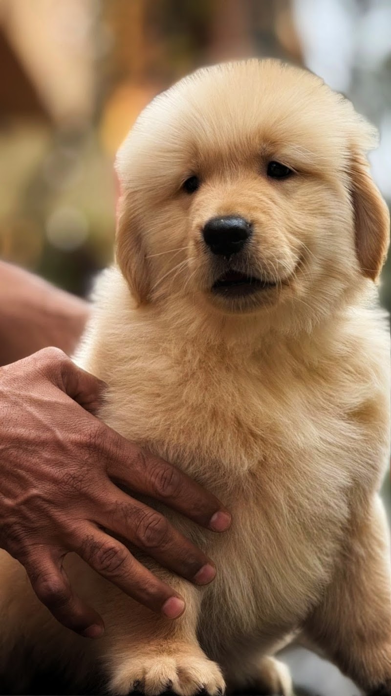 Shree Maruti Kennel — Photo 4