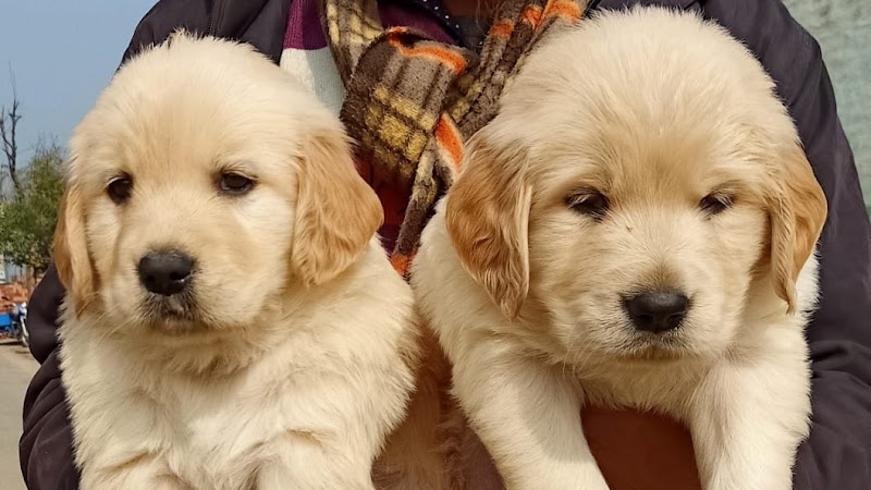 Shubh dog kennel — Photo 1