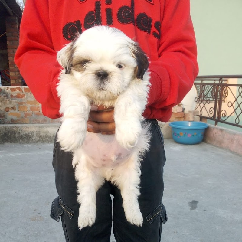 Shubh dog kennel — Photo 2