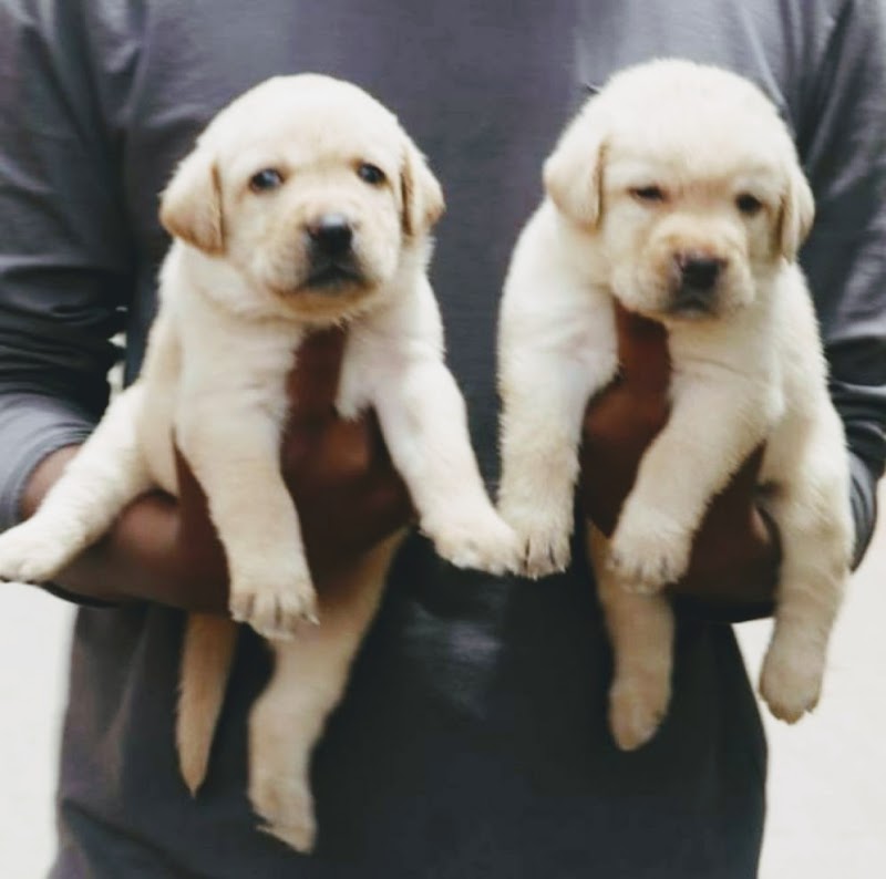 Shubh dog kennel — Photo 3