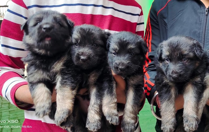 Shubh dog kennel — Photo 4