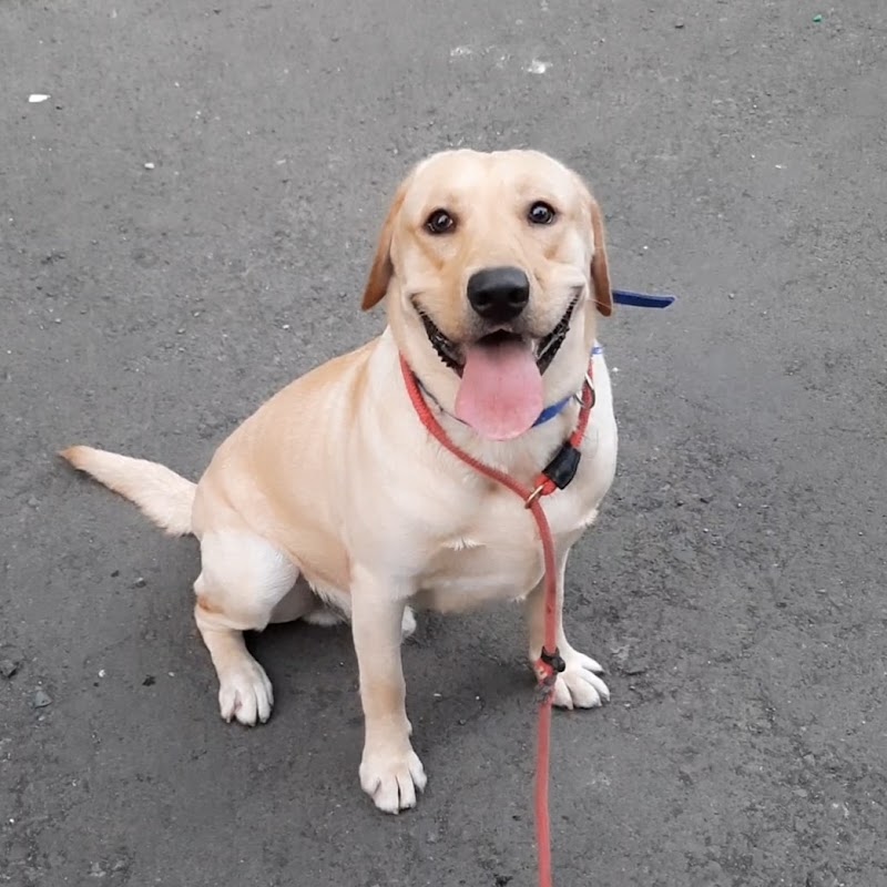 Simon's K-9 Club — Photo 2