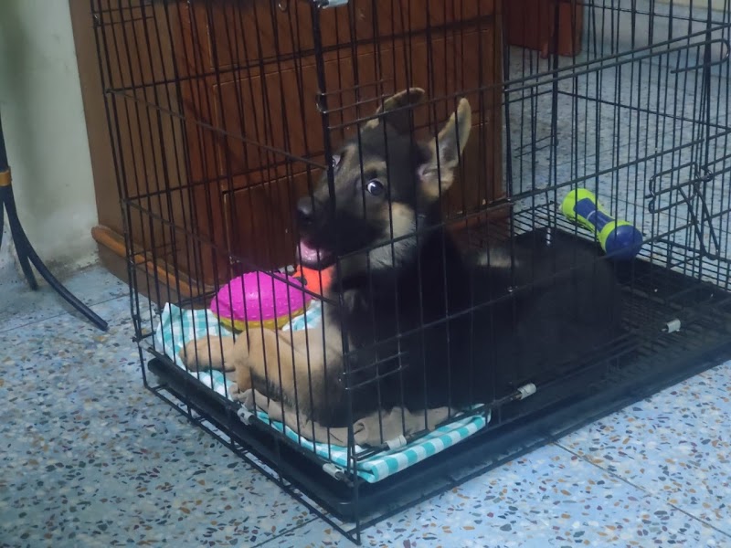 Simon's K-9 Club — Photo 3