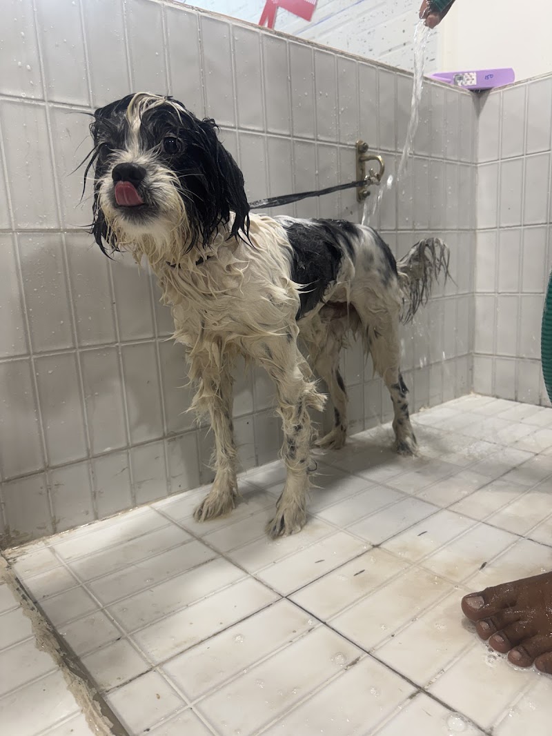 SKYDOGS FATEHGUNJ — Photo 2