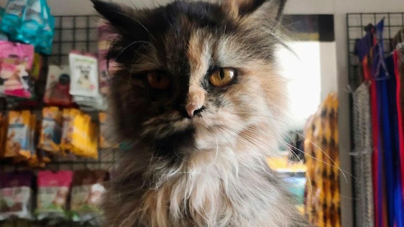 Smart Pets | Persian Cats in Raipur — Photo 2