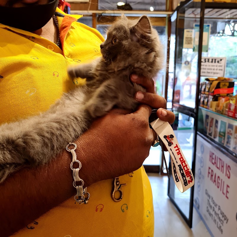 Smart Pets | Persian Cats in Raipur — Photo 3