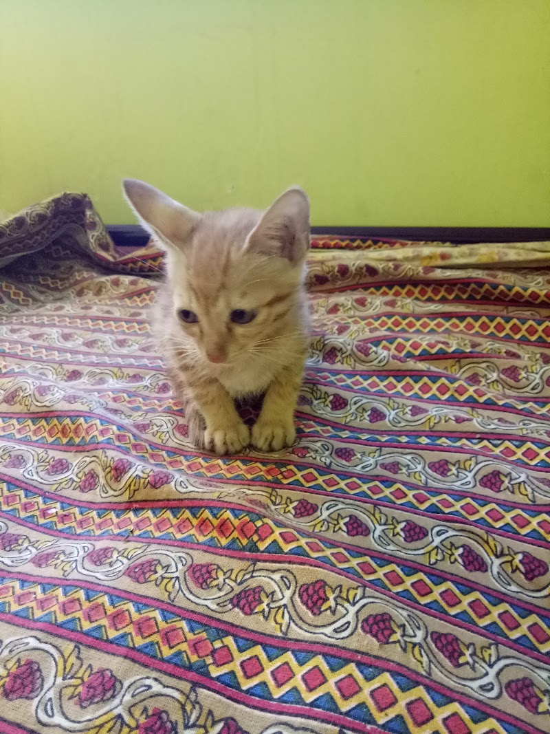 Smart Pets | Persian Cats in Raipur — Photo 4