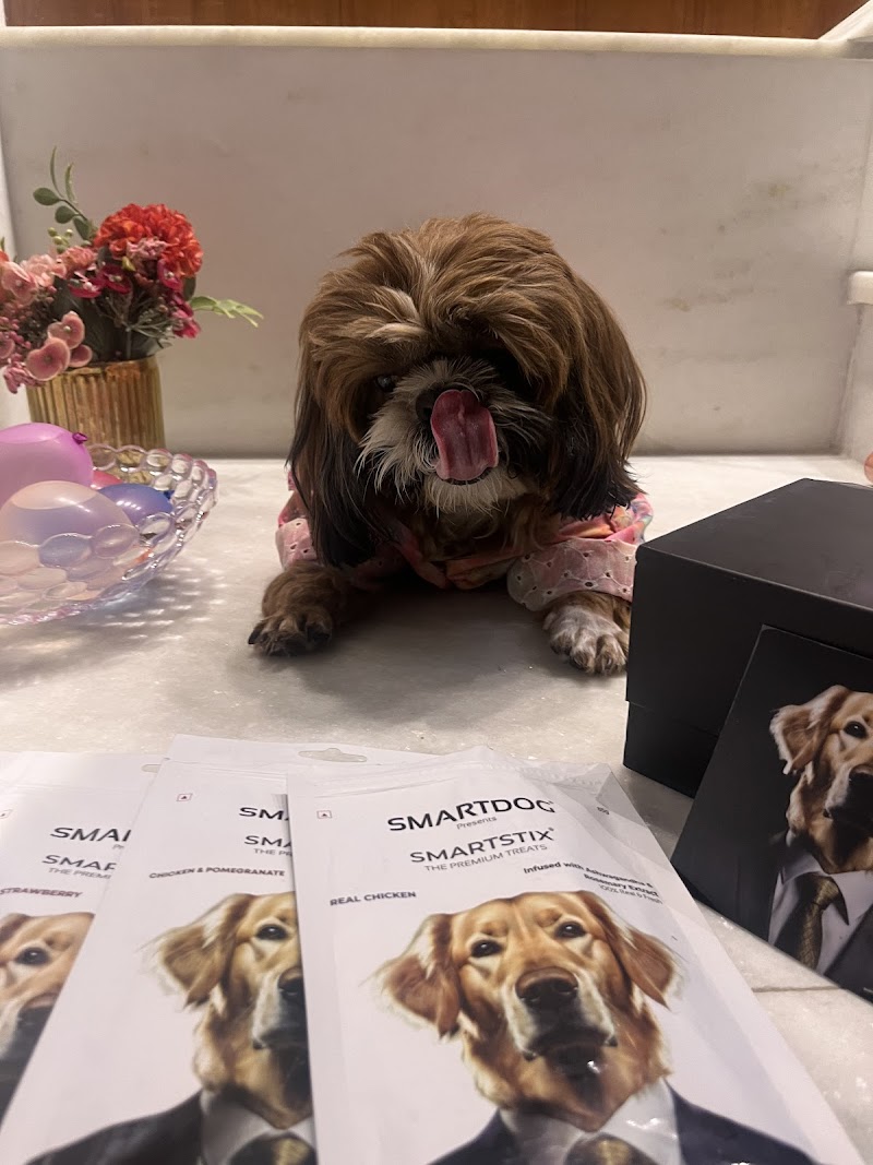 Smartdog — Photo 4