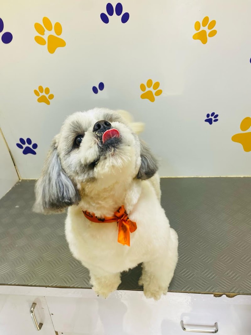Snooping Tails ; Pet Grooming Mobile Van Services in Delhi