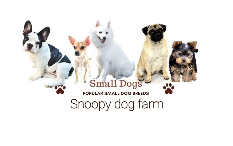 Snoopy dog farm — Photo 2