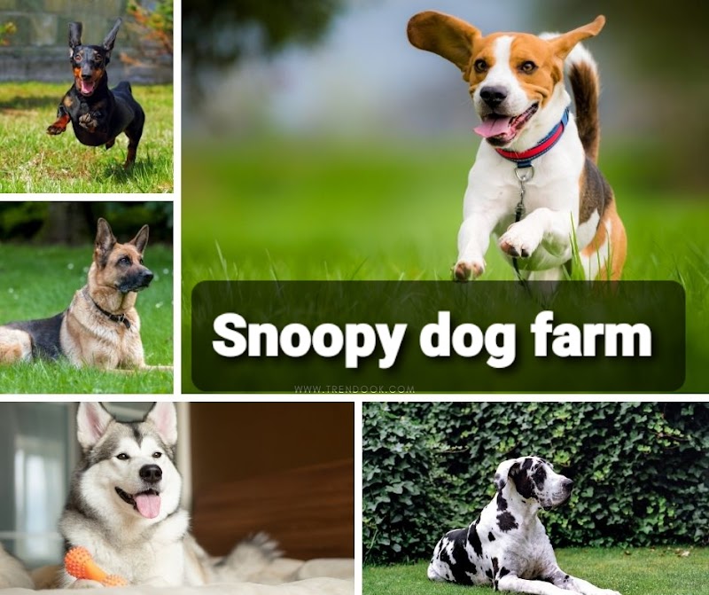 Snoopy dog farm — Photo 3