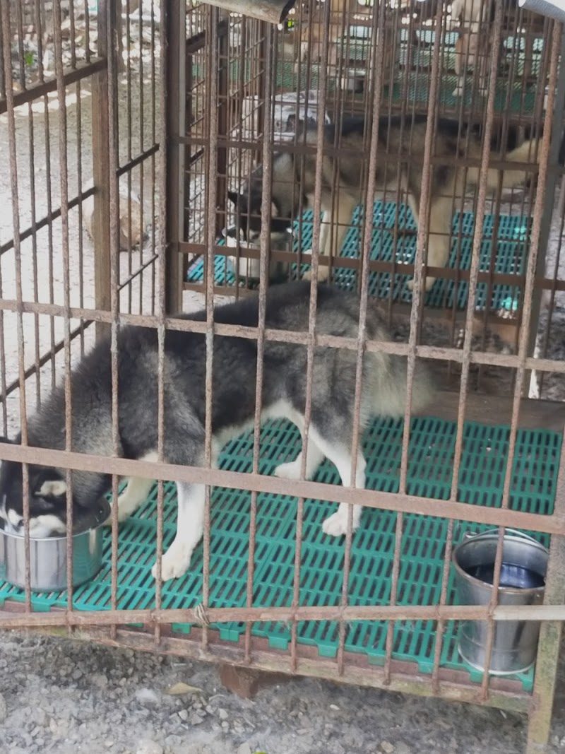 Sofine Kennels, Dog Farm — Photo 3