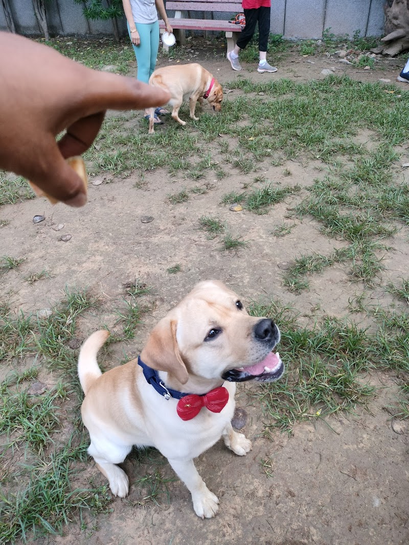 South Delhi Dog walker (Ankit)