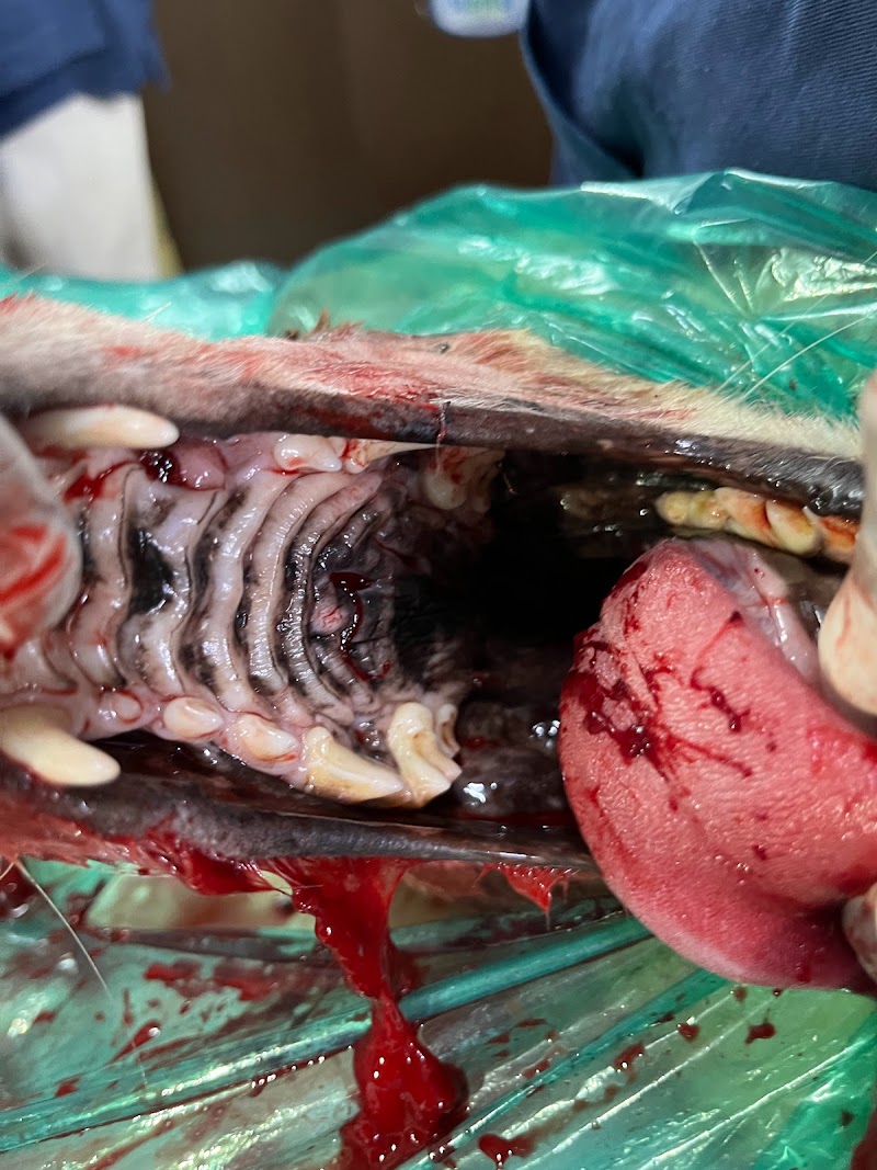 Sparsh Pet Clinic — Photo 2