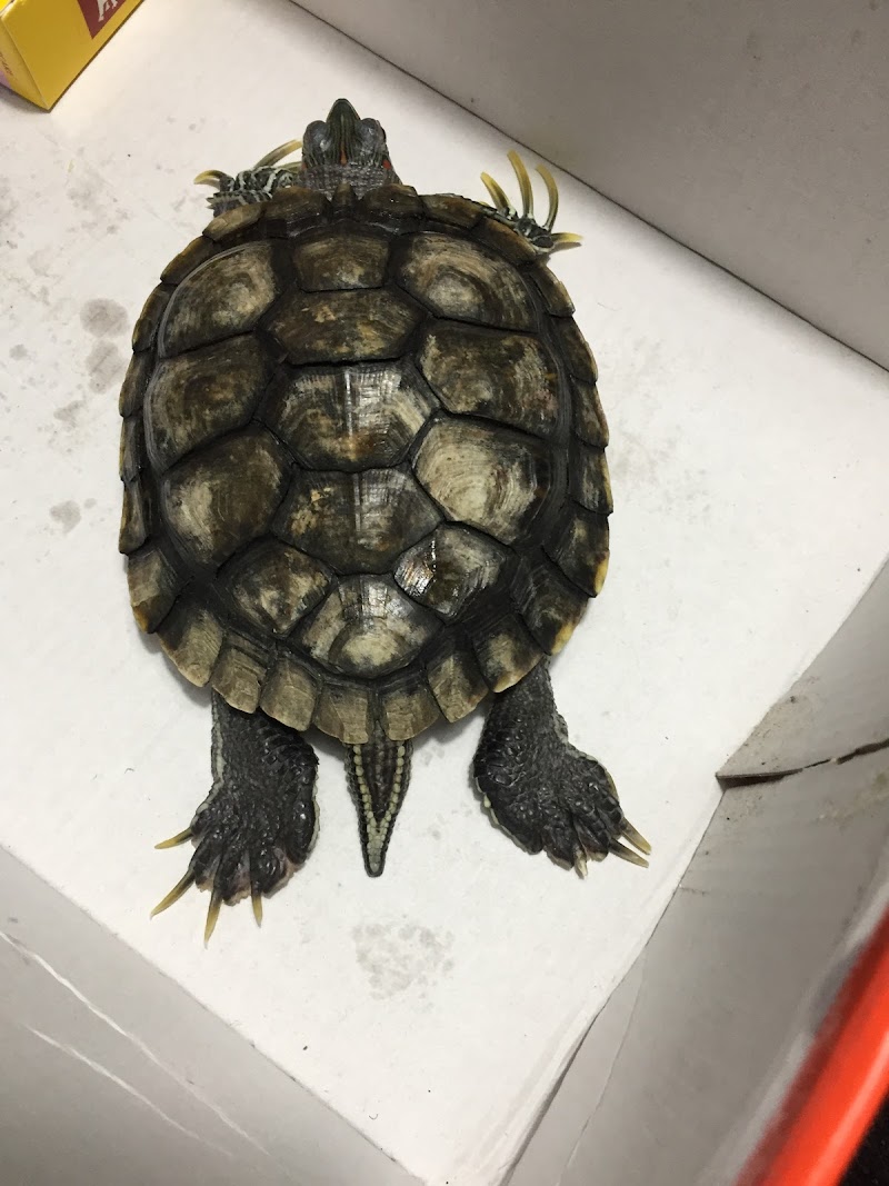 Sparsh Pet Clinic — Photo 3