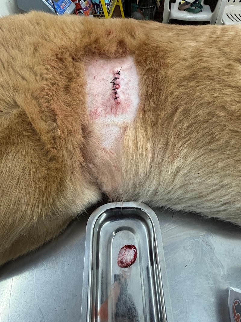 Sparsh Pet Clinic — Photo 4