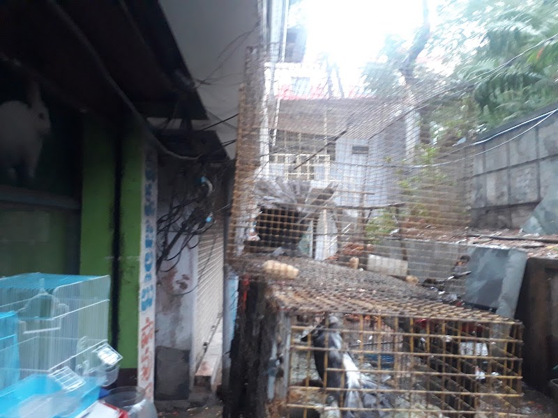 Sri Dhanalakshmi Birds Paradise — Photo 2