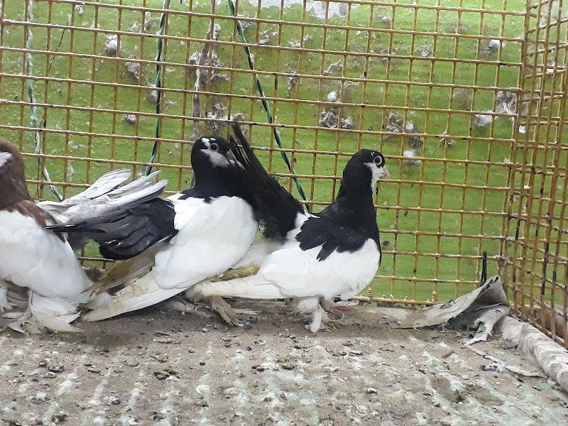 Sri Dhanalakshmi Birds Paradise — Photo 3