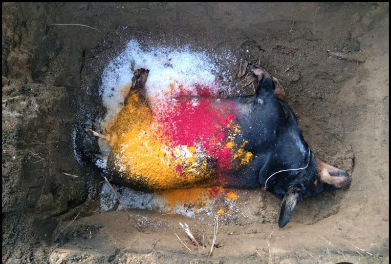 SRI SAI PET AMBULANCE SERVICE — Photo 2