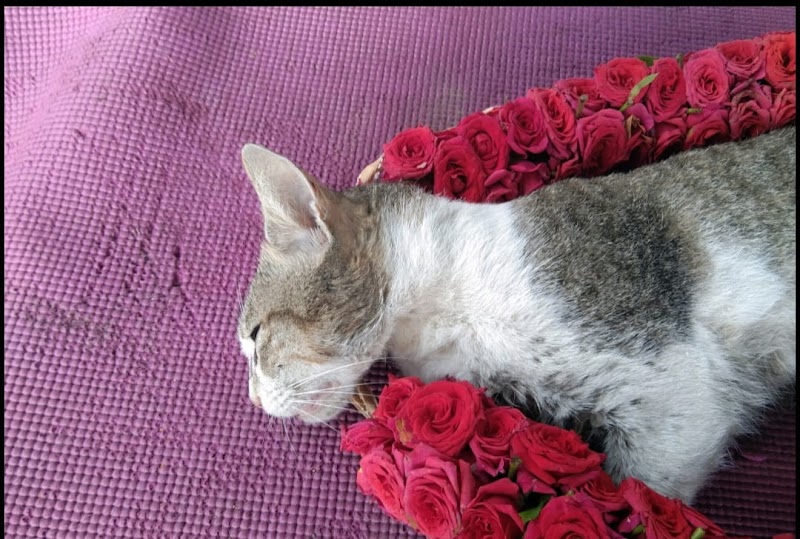 SRI SAI PET AMBULANCE SERVICE — Photo 3