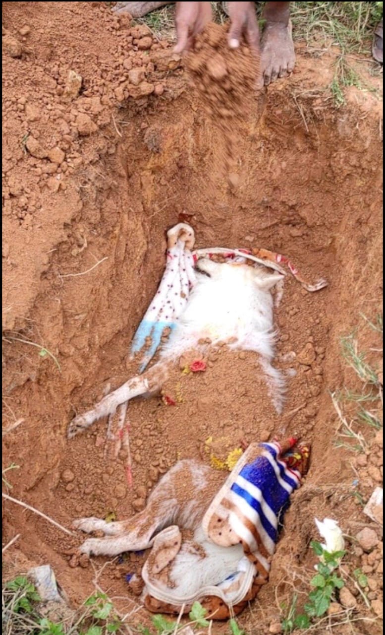 SRI SAI PET AMBULANCE SERVICE — Photo 4