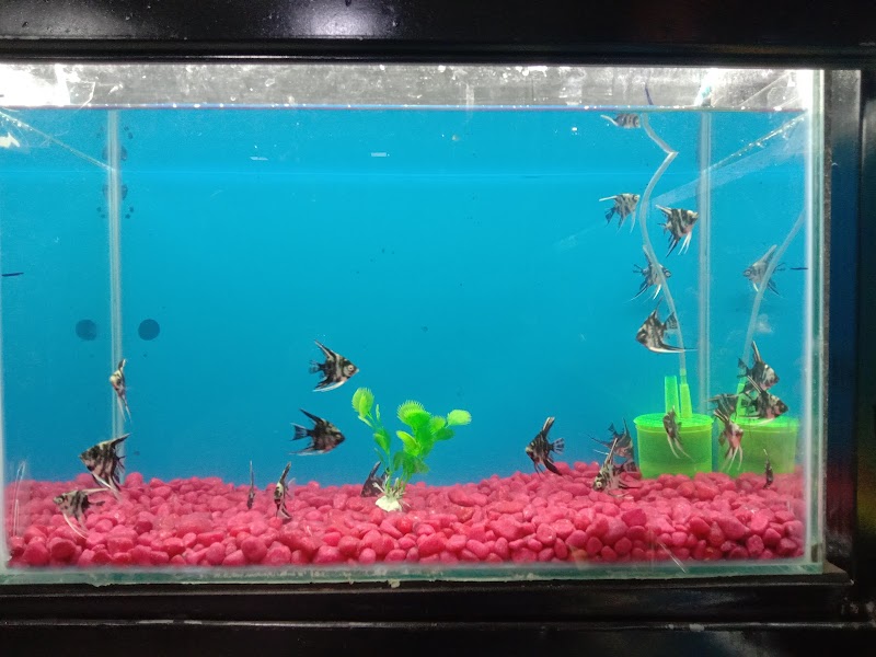 SS Aquarium and Pet World — Photo 3