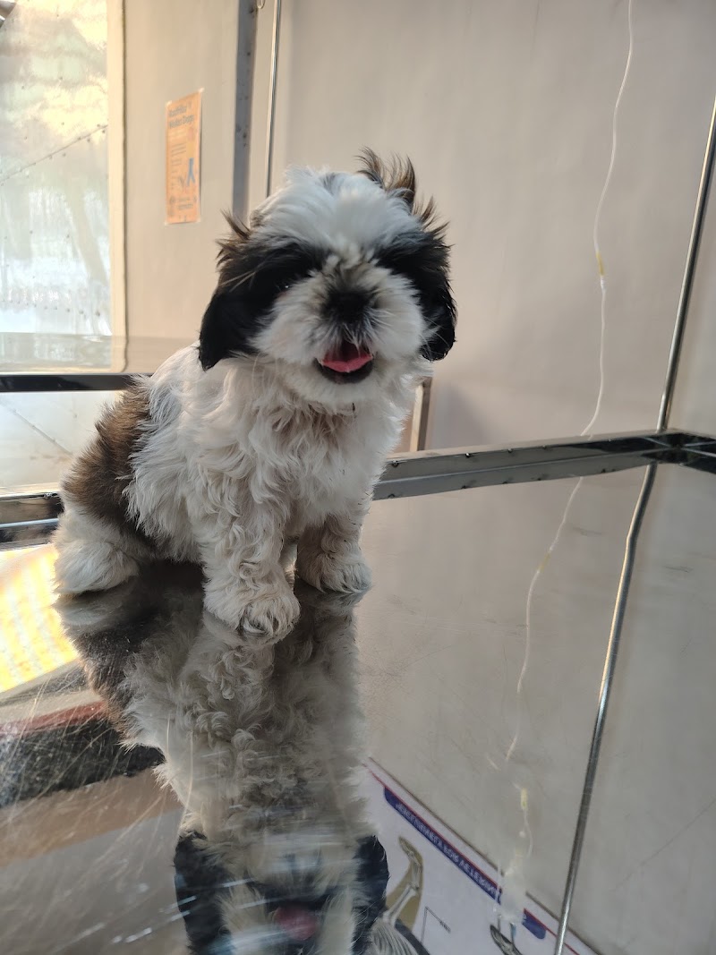 Starwing Veterinary Hospital and Surgical Center — Photo 3