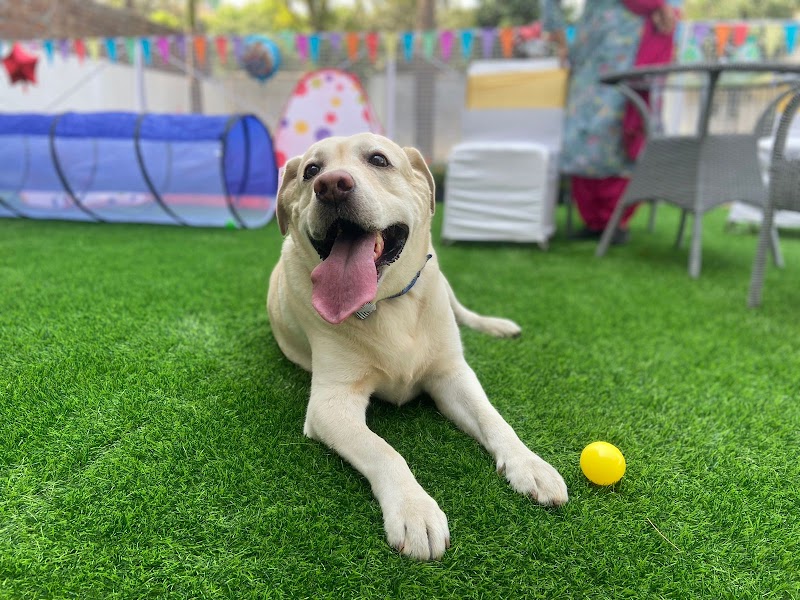 Stay Pawsitive Noida -Premier Dog Boarding & Day Care — Photo 2