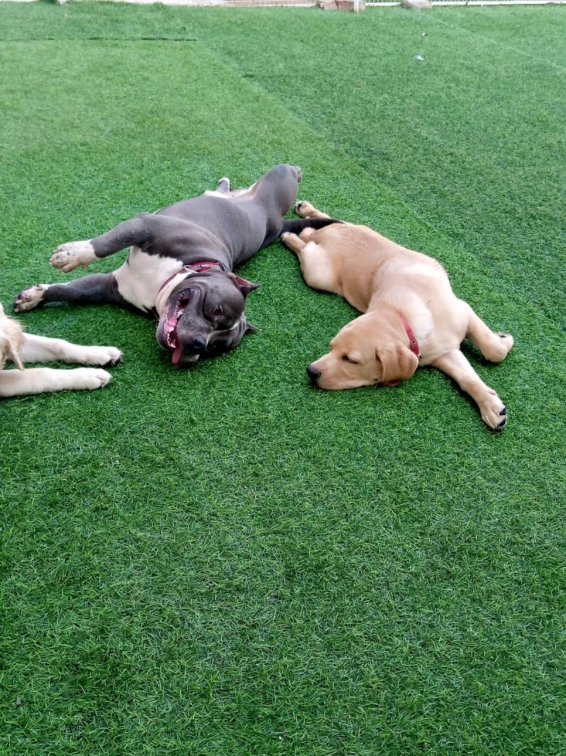 Stay Pawsitive Noida -Premier Dog Boarding & Day Care — Photo 3