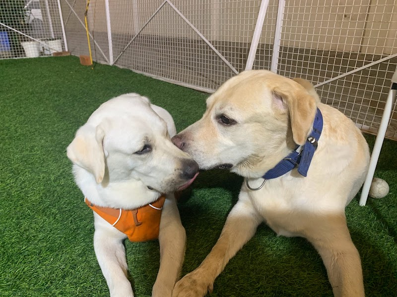 Stay Pawsitive Noida -Premier Dog Boarding & Day Care — Photo 4