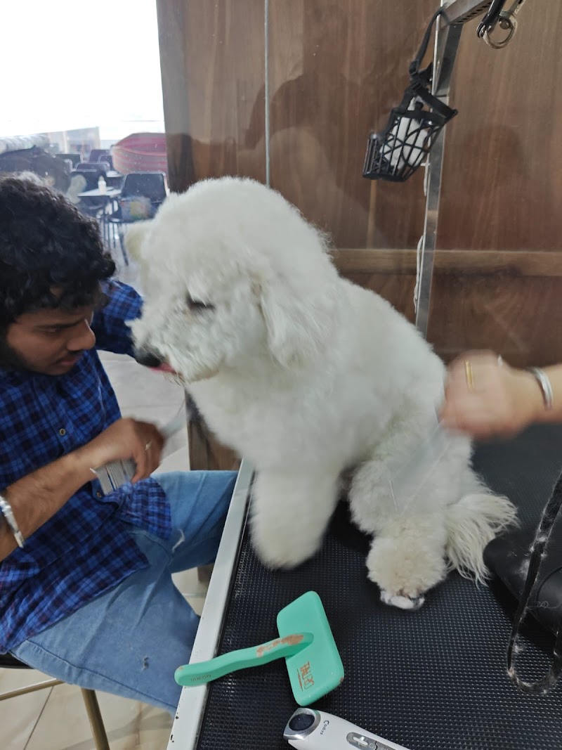 Style N Dogz in Noida (Pet Grooming & Academy) — Photo 3