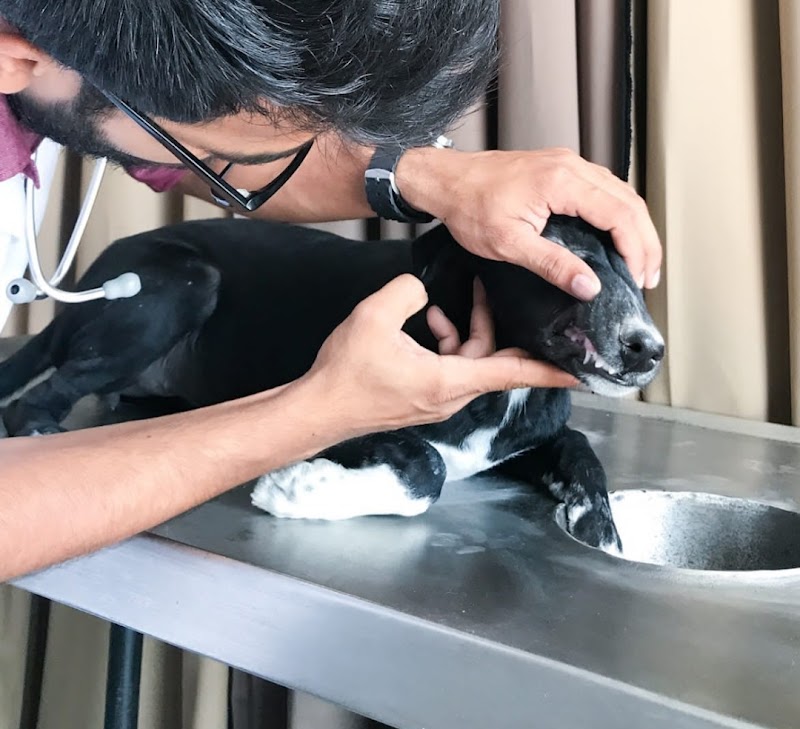 Superpet veterinary clinic