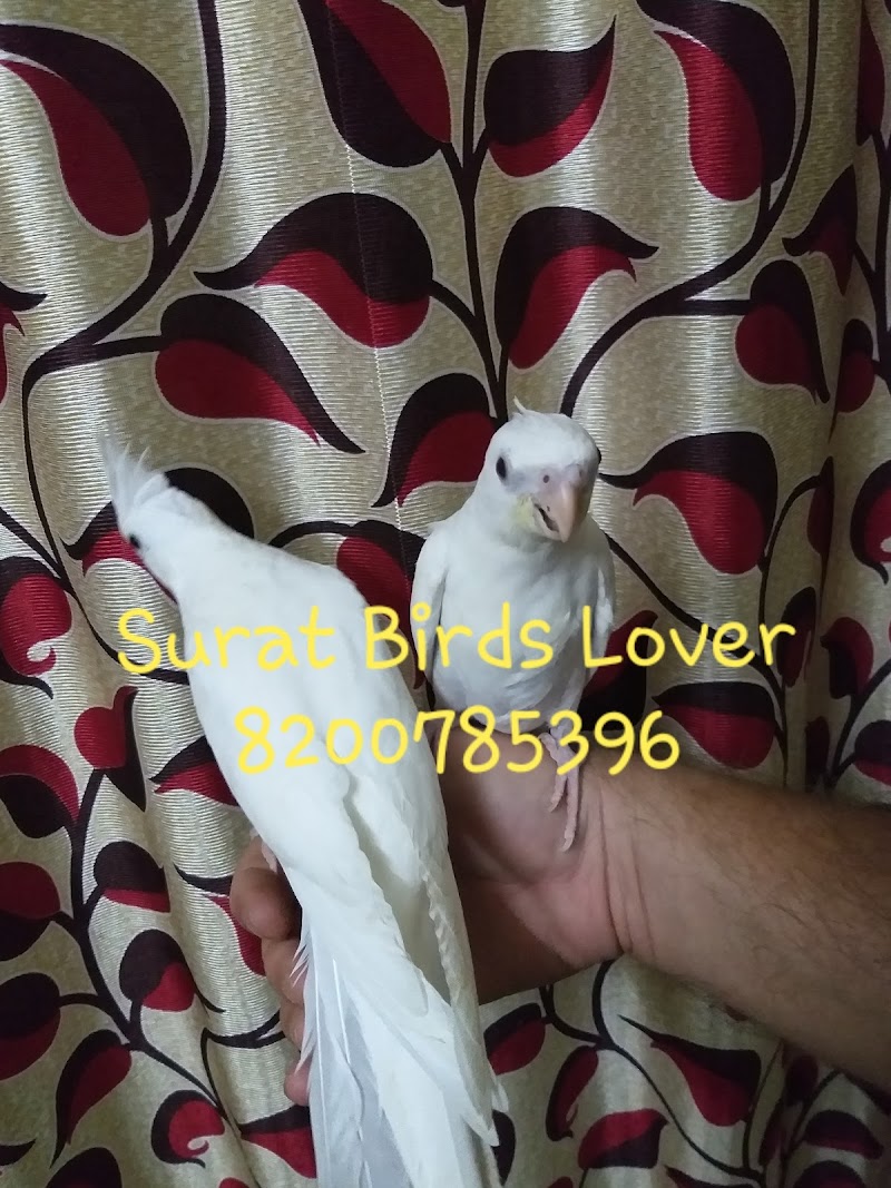 Surat Birds Lover — Photo 3