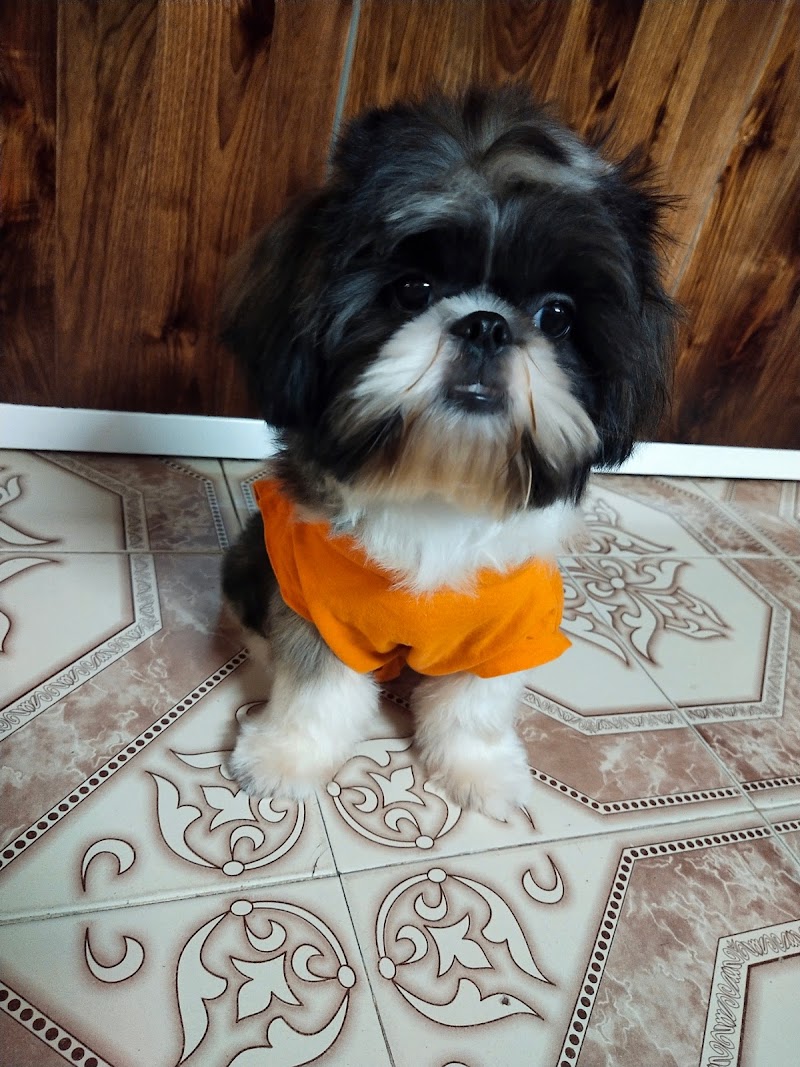 Suzie Pet House — Photo 2