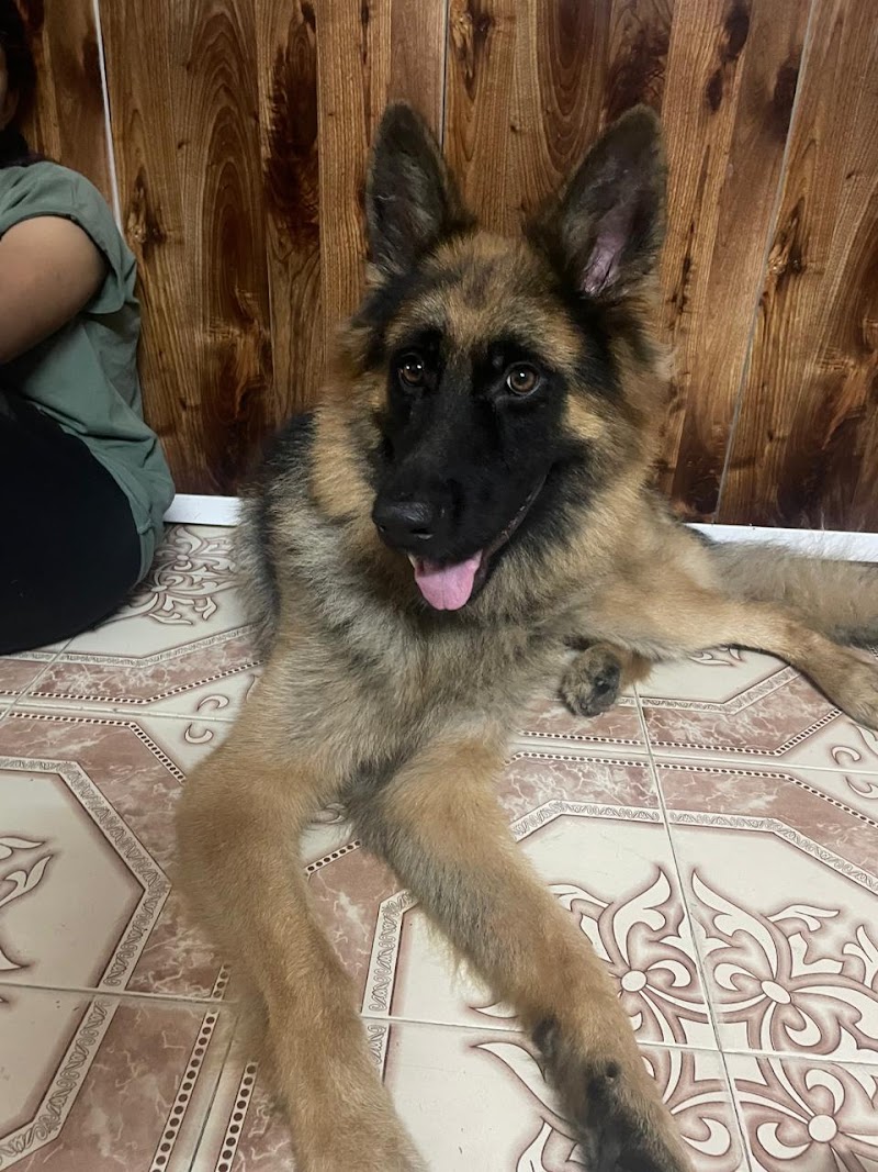 Suzie Pet House — Photo 3