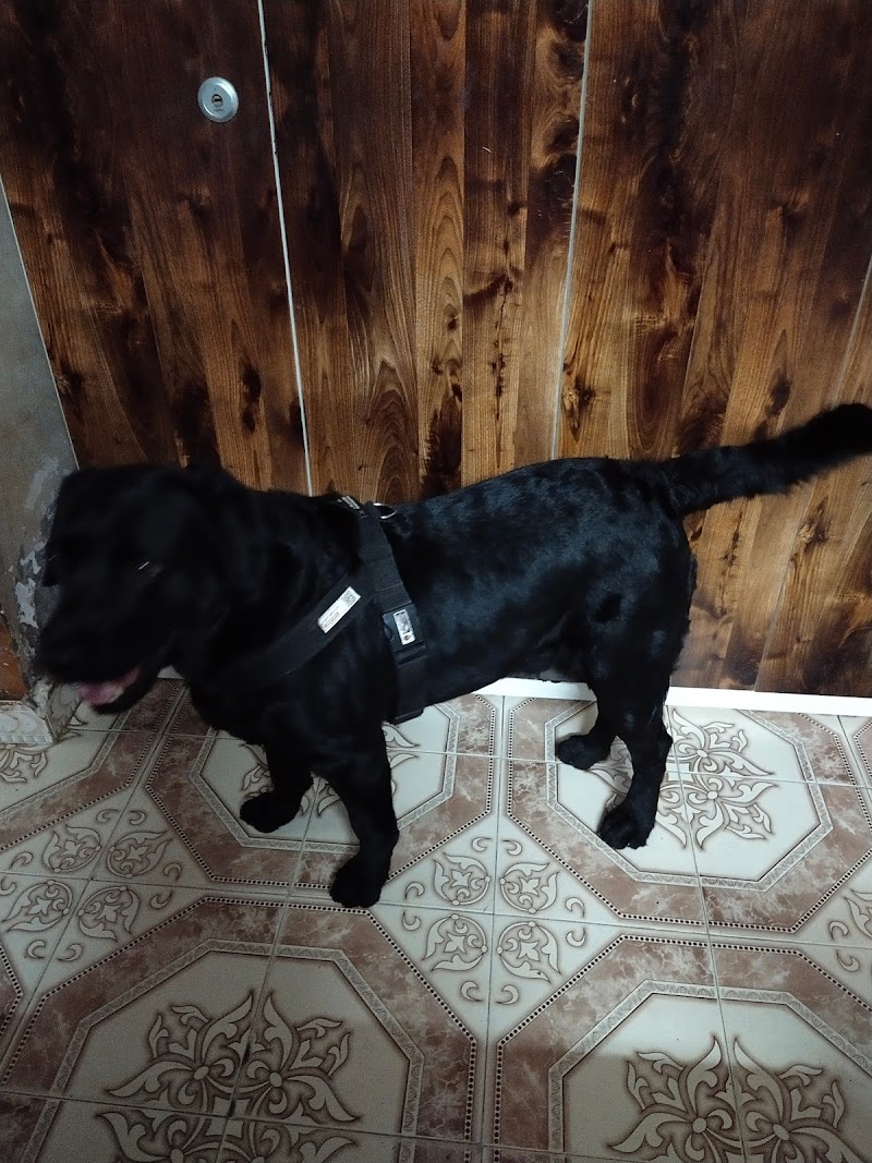 Suzie Pet House — Photo 4