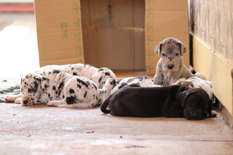 SWEET DOGS FOR LIFE — Photo 2