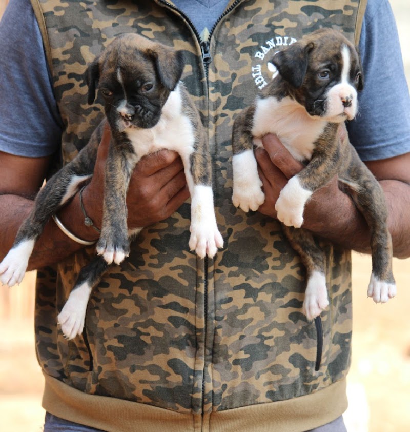 SWEET DOGS FOR LIFE — Photo 4