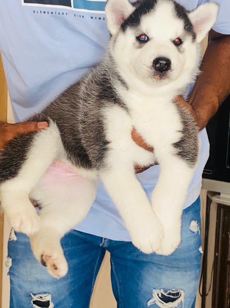 Tails city — Photo 2