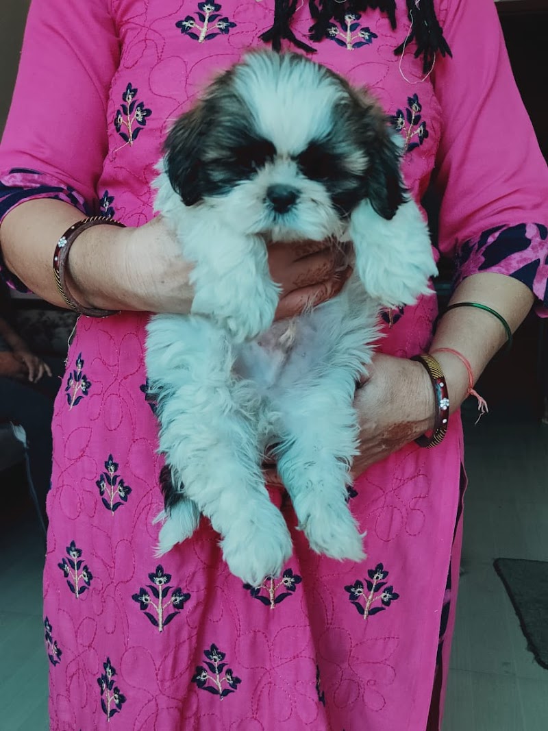 Tails city — Photo 4