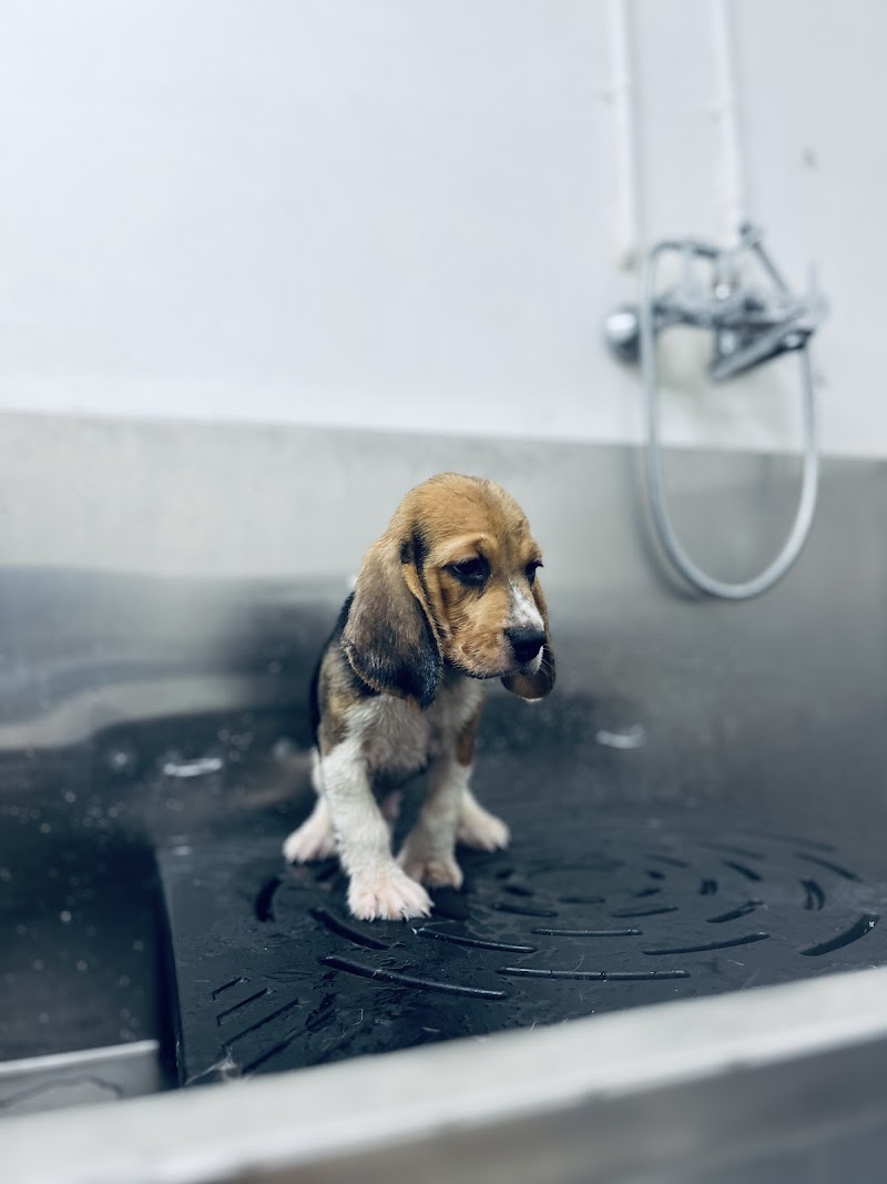 Tailwag the complete pet grooming Hub and grooming Academy