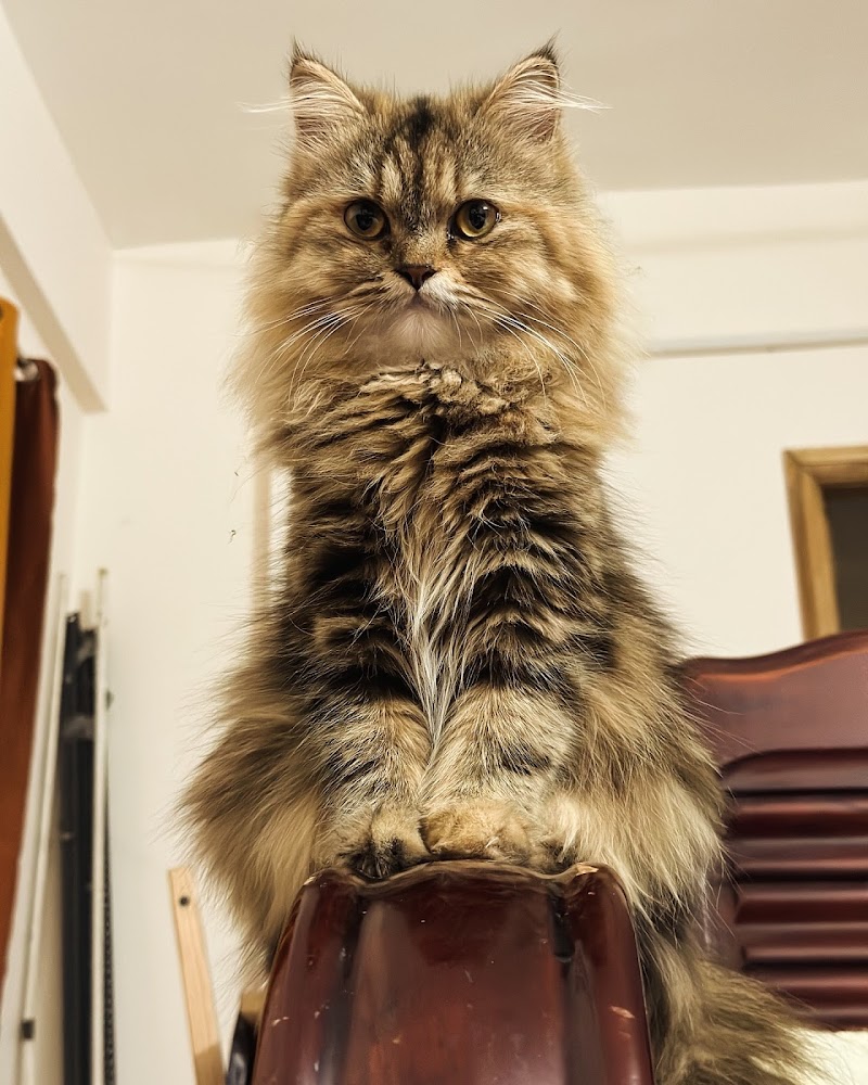 TANU CAT BOARDING AND FOSTER