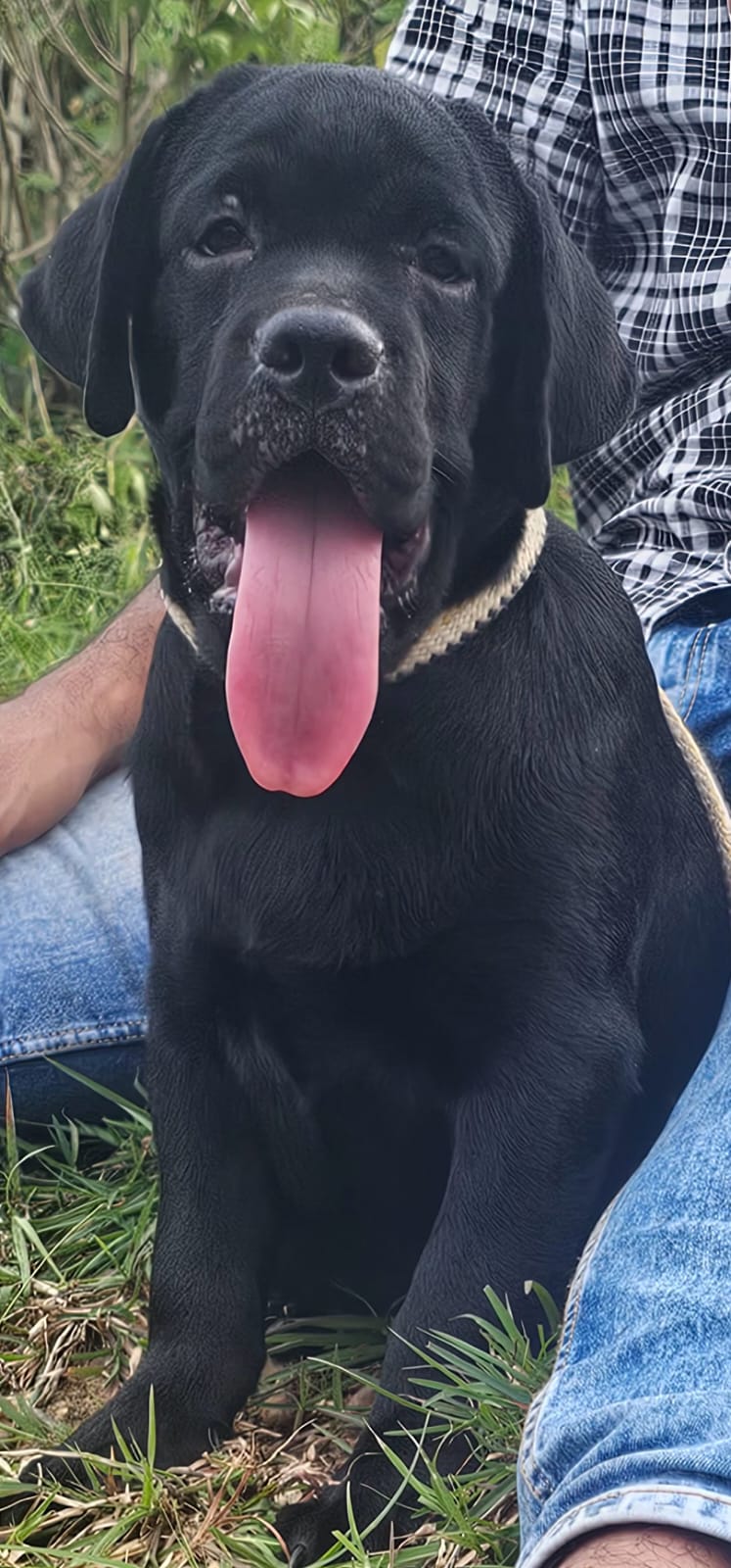 Thakur puppy home — Photo 2