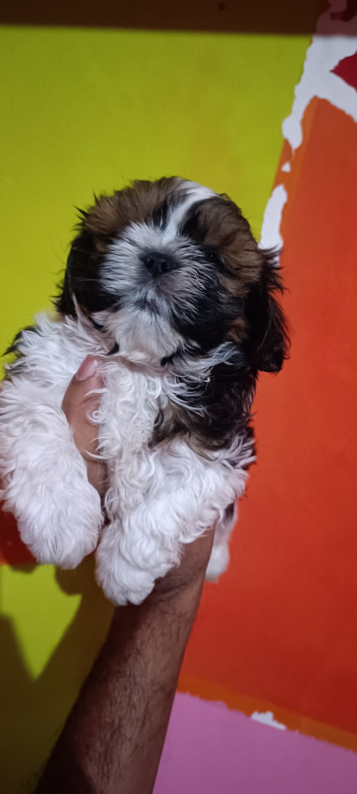 Thakur puppy home — Photo 3