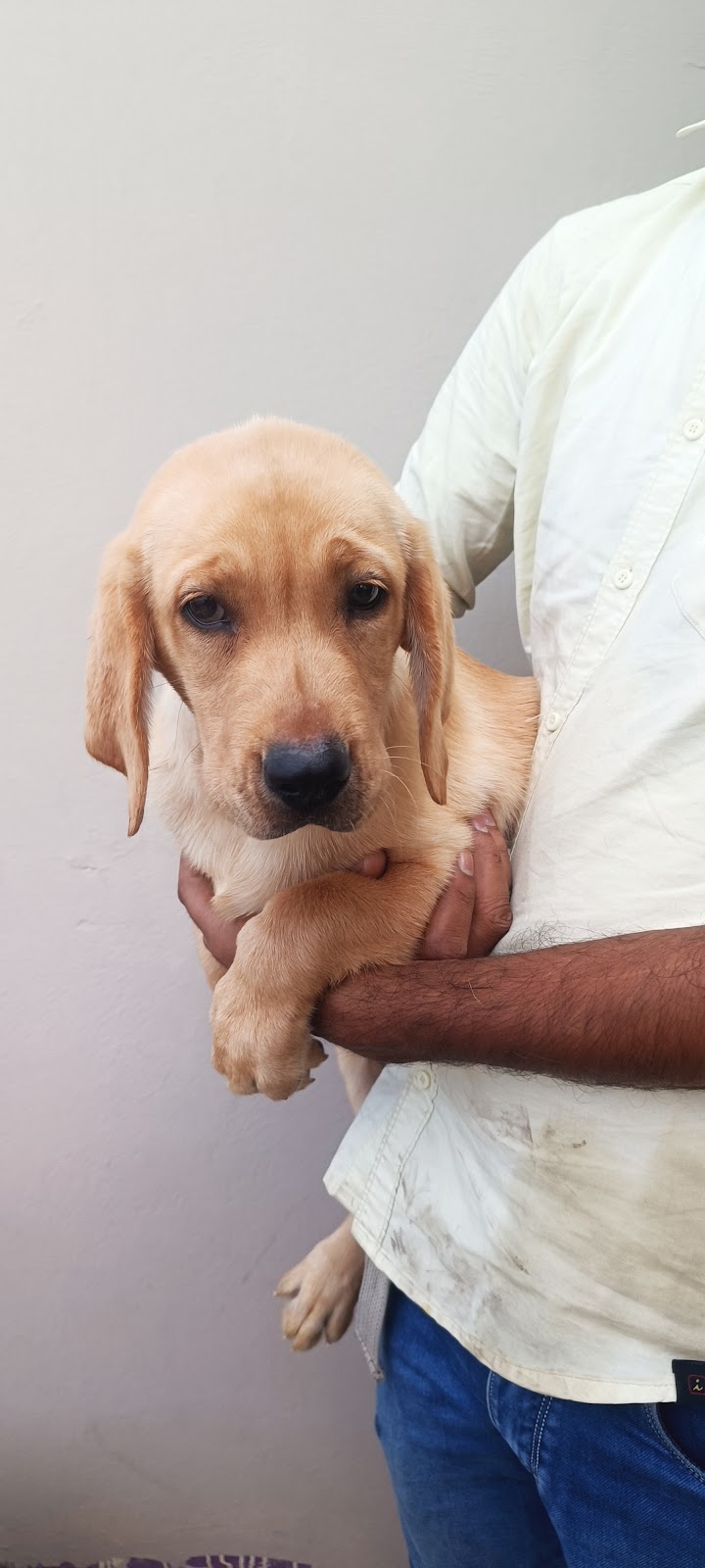 Thakur puppy home — Photo 4