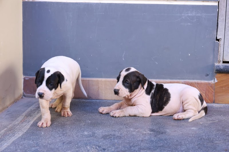 The Ancient Dog Town Kennel — Photo 2