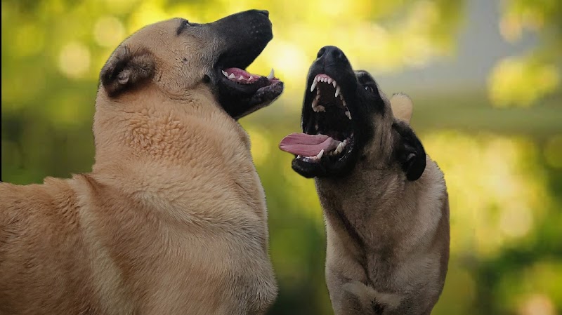 The Ancient Dog Town Kennel — Photo 3