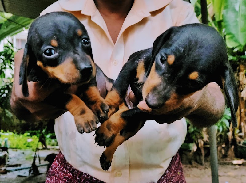 The Ancient Dog Town Kennel — Photo 4