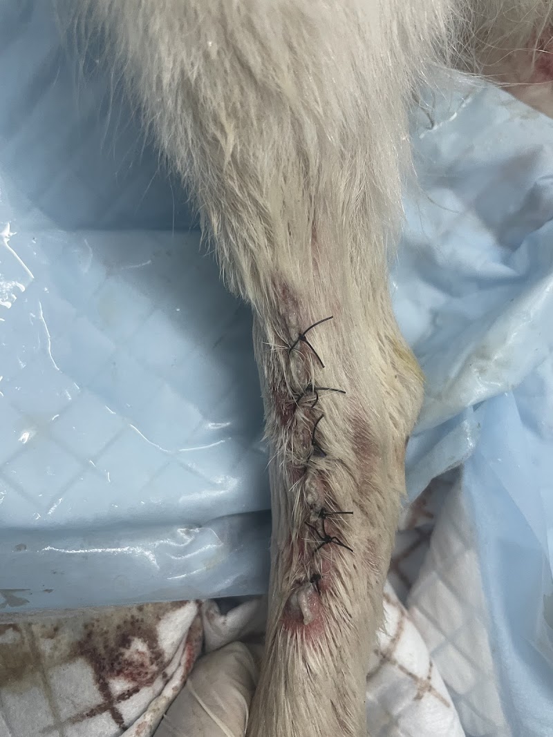 The Aniheal Pet Clinic&Surgical Centre — Photo 3